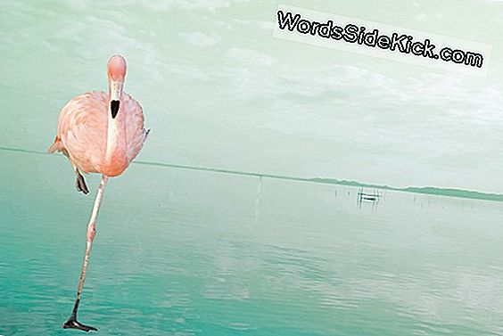 Hvorfor Flamingos Står På Et Ben