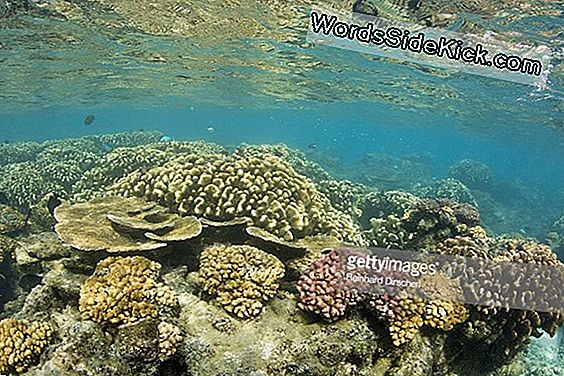 Bikini Atoll Corals Gendannelse Fra Atomic Blast