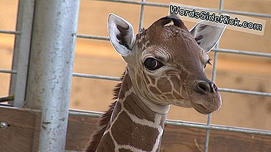 Girafkalve Født I Houston Zoo
