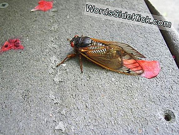 Nonstop Southern Racket Er Cicadas Søger Kærlighed