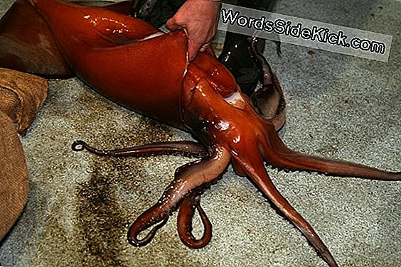 Mystery Of Mass Squid 'Suicides' Possibly Solved