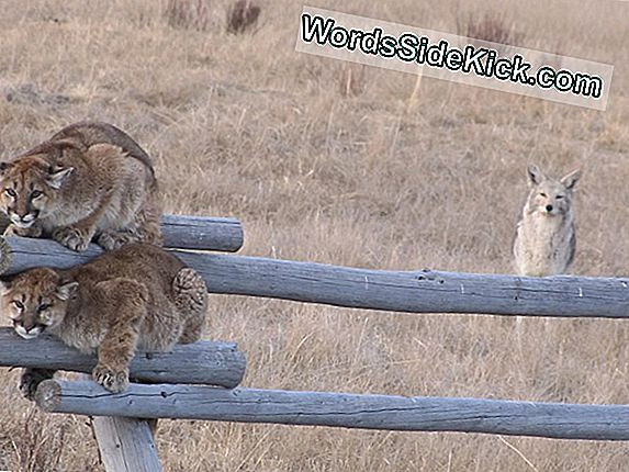 Cougars Narrowly Escape Coyotes 'Wrath