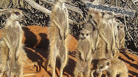 Dominant Meerkat Mamas Force Others To Wet Nurse