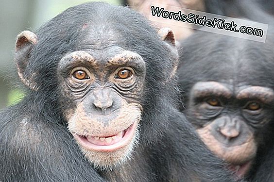 Human Intelligence Secrets Revealed Af Chimpanse Brains