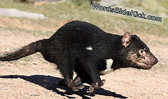 Hvordan Smitsom Tasmanian Devil Cancer Bliver Usynlig