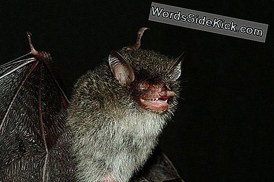 Walking Catfish, Demon Bat Blandt 126 New Mekong Species