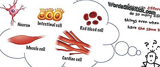 Epigenetik: Definition Og Eksempler