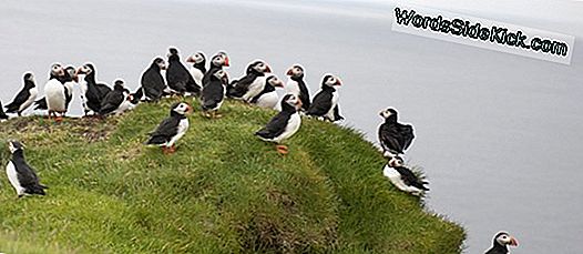 Fuglene Er Tilbage! 'Rat Island' Omdøbt