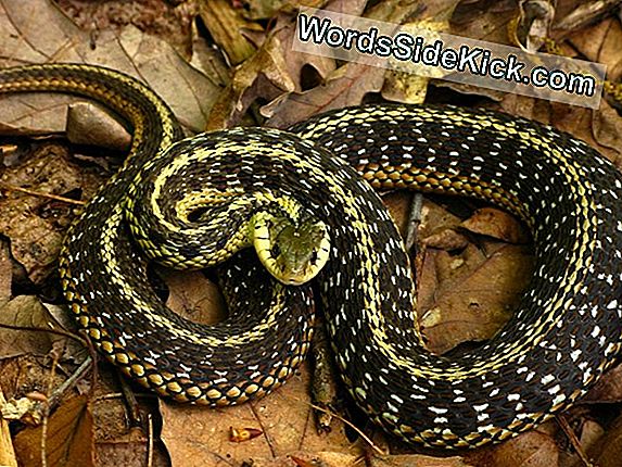 Garter Snake Facts