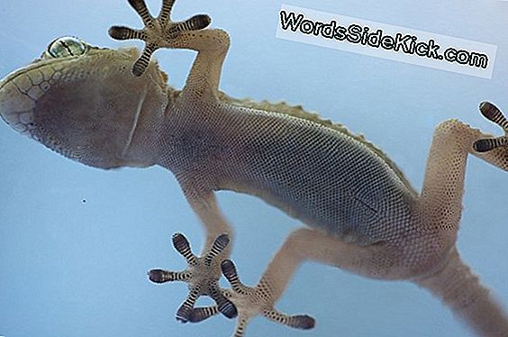 Geckos 'Sticky Secret? He Hang By Toe Hairs