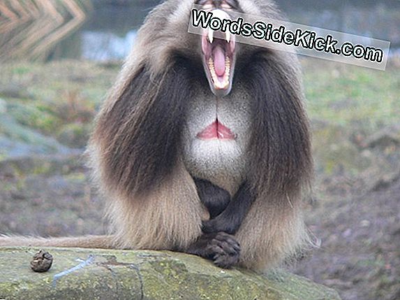 Gelada Baboon Yawns Send Social Beskeder