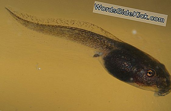 Tadpoles Käänny Kannibalismiin Vain, Kun Epätoivoinen