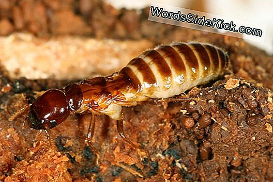 Termite Genome Afslører Hemmeligheder Af Insect Sex Og Society