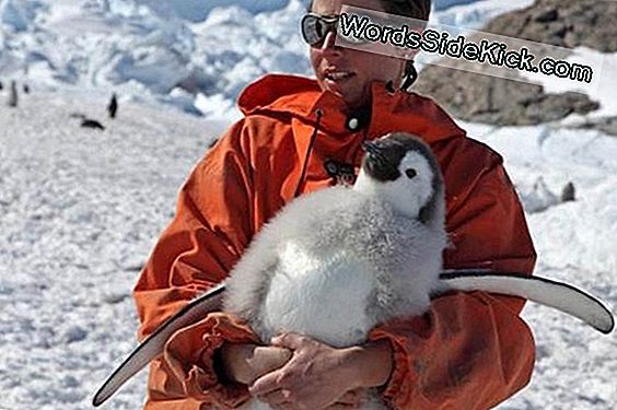 Unhappy Feet: Global Warming Uhkaa Keisari Pingviinit