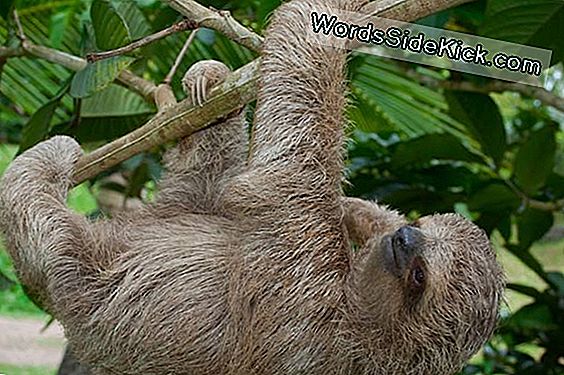 Freak Of Nature: Sloth On Rib-Cage Bones Sen Kaulassa