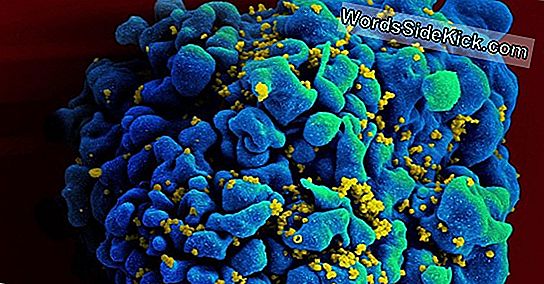 Hiv-Relateret Virus Har Eksisteret I Primater I Millioner Af År
