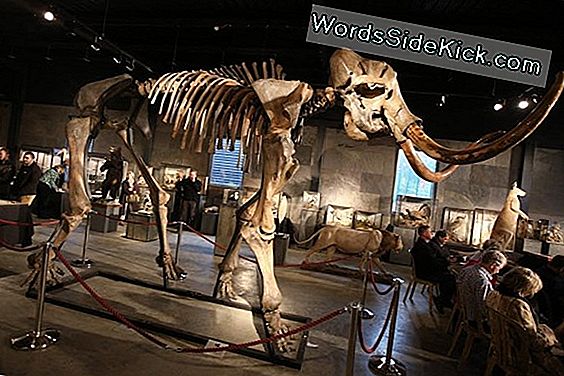 Ice Age Mammoth Bones Opdaget På Michigan Farm