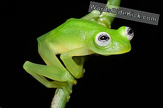 Kermit Frog Look-Alike Avastati Costa Ricas
