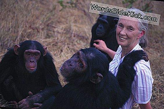 Post Chimp Work, Jane Goodalls Passion For Bevarelse Fortsætter Stærke