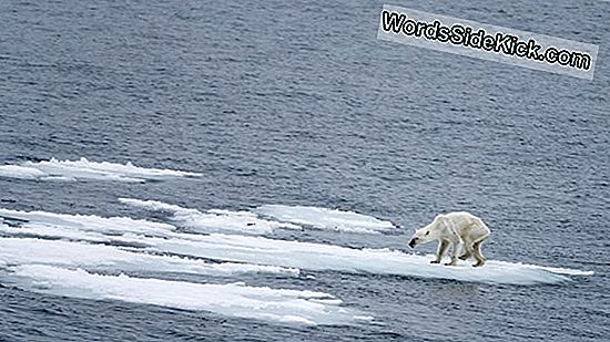 Sultende Isbjørn Foto: Kland Ikke (Bare) Klimaændringer