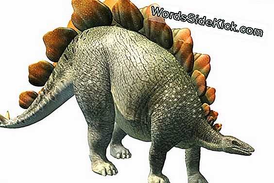 Stegosaurus Bony Plates And Tiny Brain 2024 Dieren 