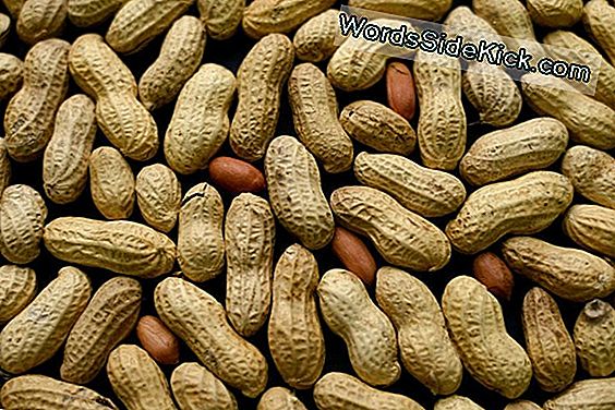 Ny Peanut Allergy Treatment Viser Løfte
