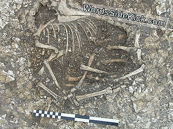 Weird Horse-Cows En 6-Legged Sheep Found In Iron Age Burials