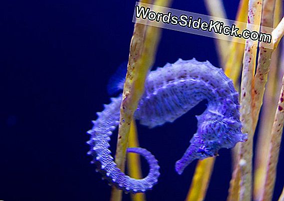 Seahorse'S Amazing Tail Kan Inspirera Bättre Robotar