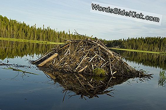 Beaver Dams Boost Songbird Populations