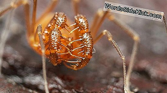 'Behemoth' Daddy Longlegs Ontdekt In Oregon