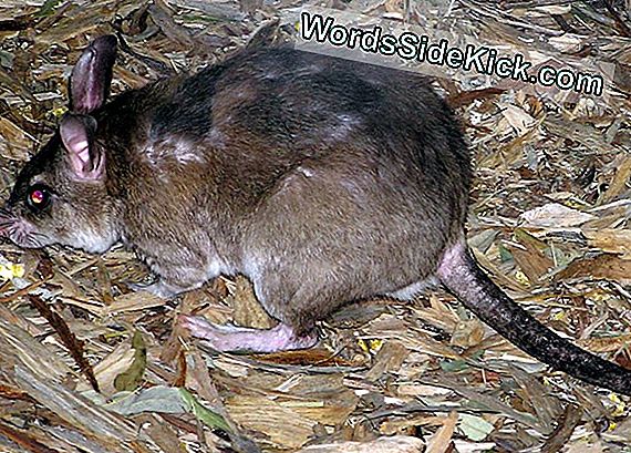 Giant Rat Tappaa Saalistajat, Joilla On Myrkyllisiä Hiuksia