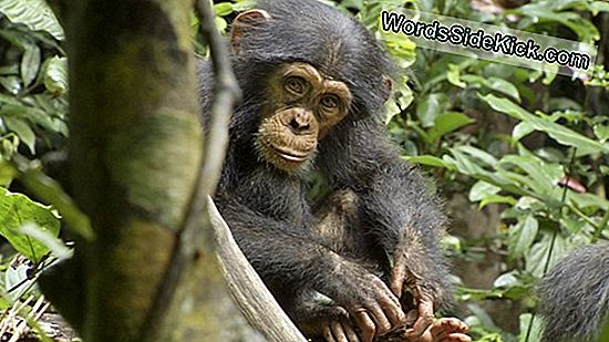 Apæernes Planet: Kan Chimps Virkelig Skyde Våben?