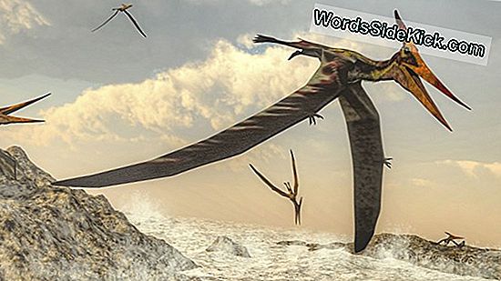 Pterodactyl, Pteranodon & Andre Flyvende 'Dinosaurer'