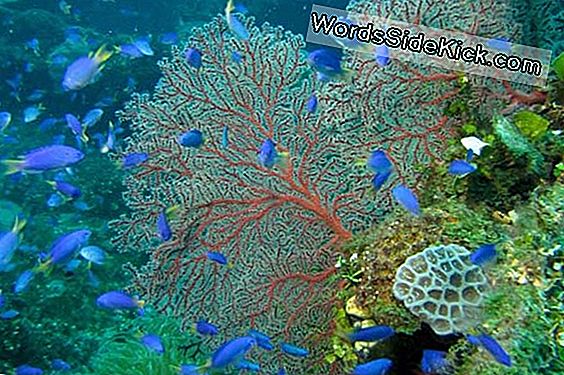 Reef Parasites: Predator Eller Syndebue