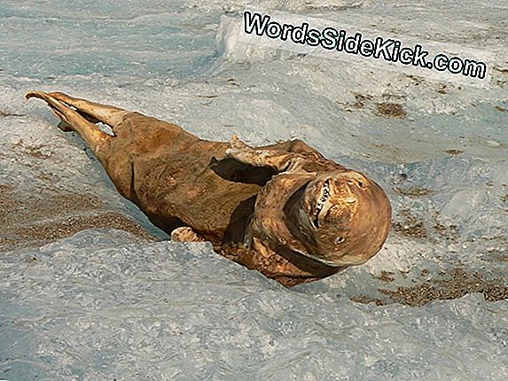 Seal Mummies Rivela Sorprendenti Rapidi Cambiamenti Antartici