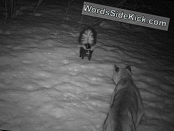 Skunk Scares Pois Cougar In Camera Trap Photo