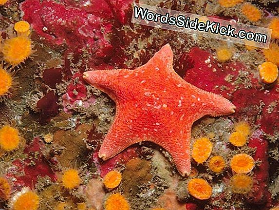 Tiny Starfish Larva Mesmerizes I Prisvindende Video