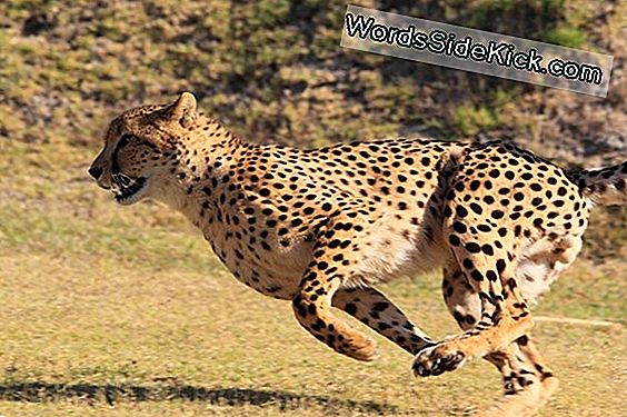 Usain Bolt Vs. The Cheetah: Olympians Of The Animal Kingdom - 2024 | Dieren
