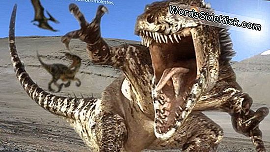 Velociraptor: Fakta Om "Speedy Thief" - 2024 | Dyr