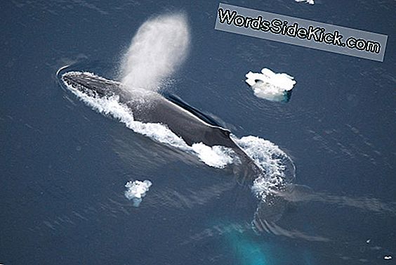Whale Of A Surprise: Humpbacks Vinter I Antarktis