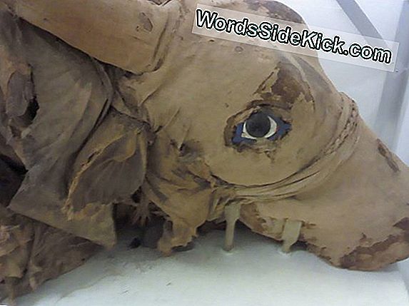 Animal Mummies Opdaget På Oldtidens Egyptiske Websted