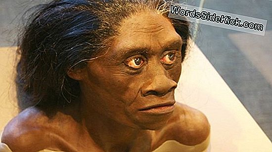 Homo Floresiensis: Fakta Om 'Hobbit'