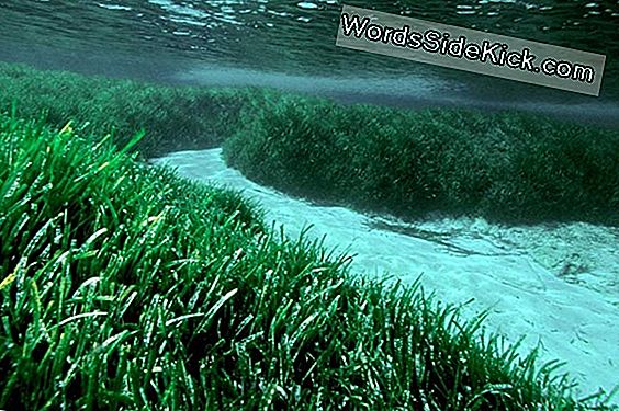Behemoth Seagrass Kloonid Maa Vanimate Organismide Seas