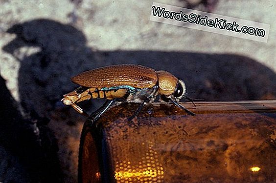 Doomsday Math & Beetle Sex: Kohokohdat Ig Nobel -Tieteen Palkinnoista