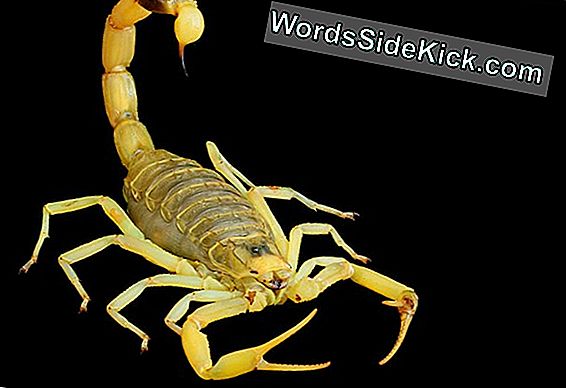 'Deathstalker' Rapid Strike Dello Scorpion Caught On Film