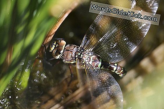 Female Dragonflies Gioca Dead To Escape Stalking Males