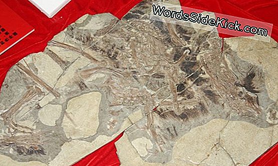 Fossiliserede Pterosaur Æg Hold Perfekt Bevarede Embryoer Inde