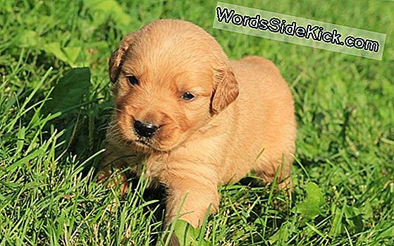 Hea Widdle Doggie! Baby Talk Töötab Ainult Kutsikate Jaoks