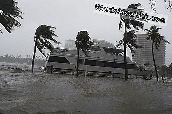 Hurricane Irma Sifoner Vand Fra Shore, Strands 2 Manatees