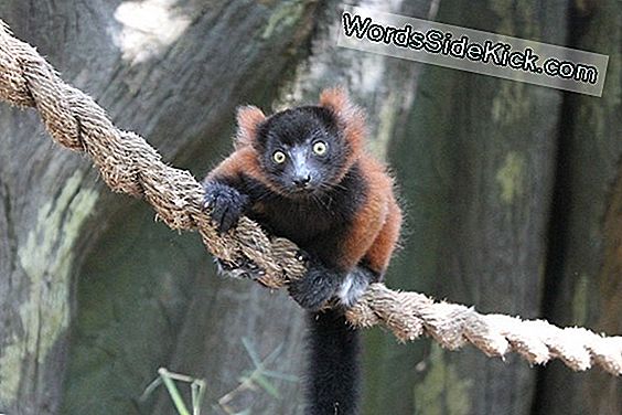 Lemur Faces Er Unik, Afslører Ansigtsgenkendelse